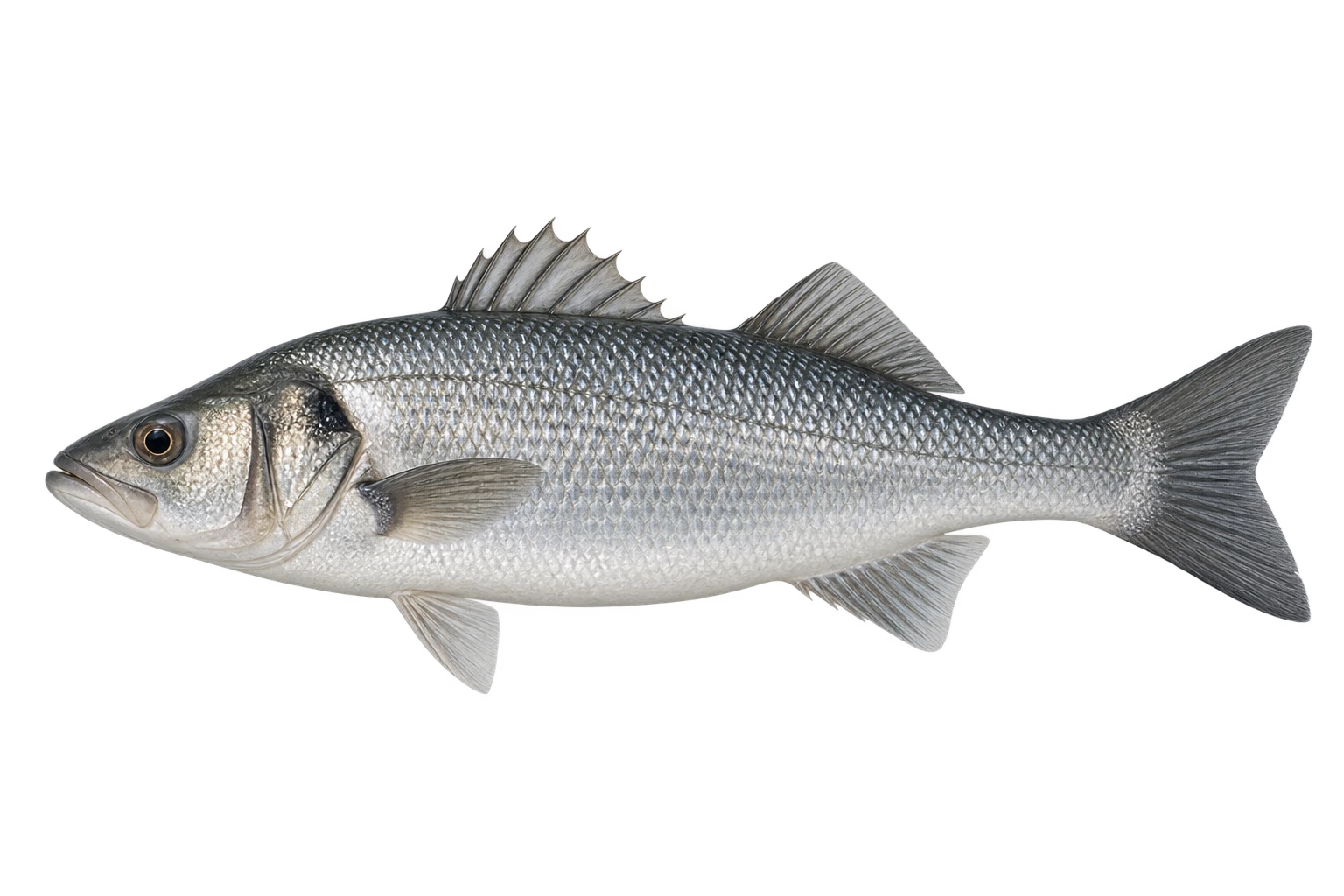 Illustration de loup / bar — Dicentrarchus labrax